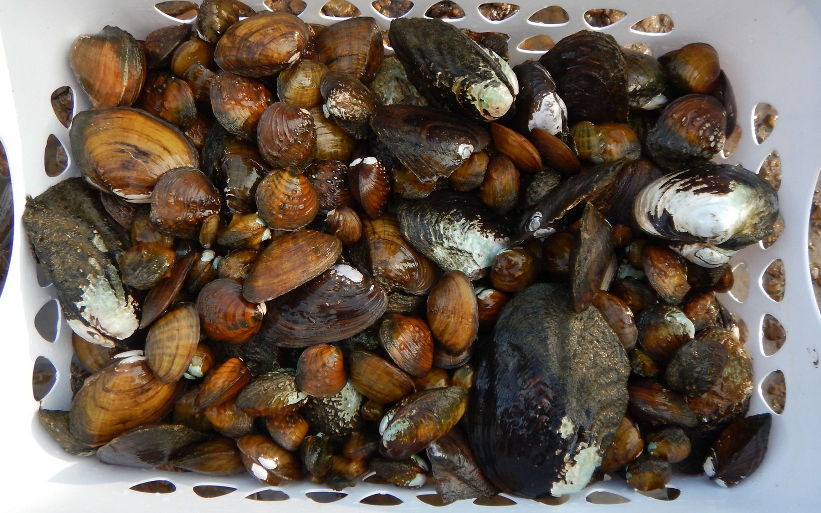 An assemblage of mussels is stored in a laundry basket.
