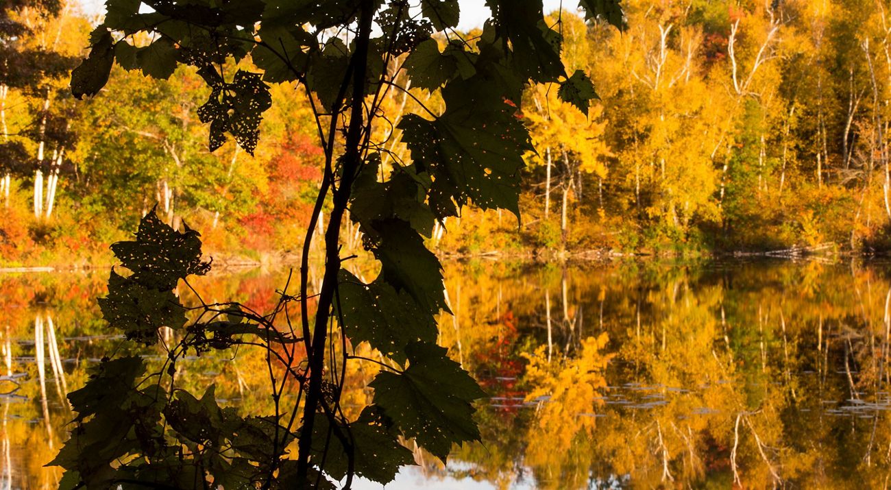 Fall color along a river with a closeup of maple leaves in the foreground.