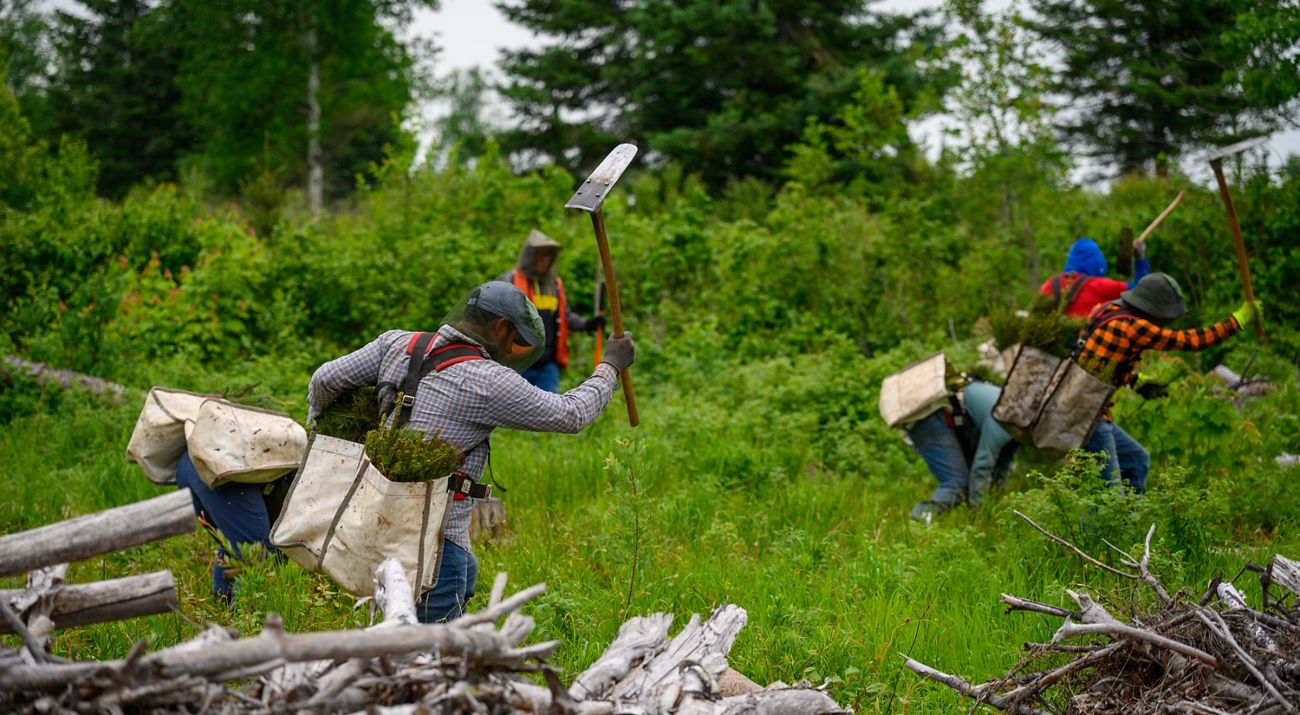 Tree planters wield axes and carry bags of seedlings through a forest.