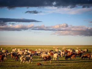 Goats and sheep graze in Mongolia grasslands on a sunny day.