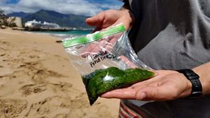 A person uses two hands to show a plastic bag filled with a dark green substance.