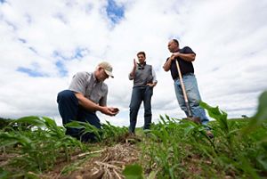 People standing in a field of row crops.
