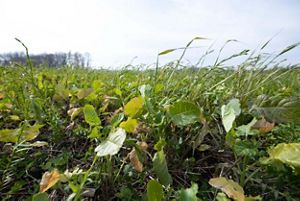 Field planted with cover crops.