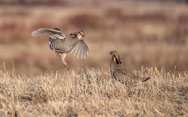 Greater prairie chickens fight for a female mate.