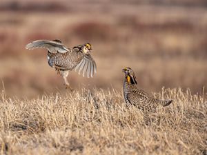 Two male prairie-chickens spar during mating season; one is leaping in the air, and the other is standing on the ground.