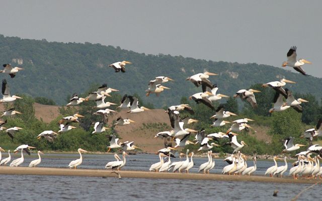Photo of white pelicans standing and flying in the Upper Mississippi River basin.