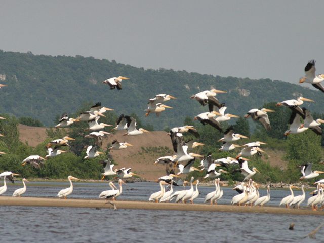 Photo of white pelicans standing and flying in the Upper Mississippi River basin.