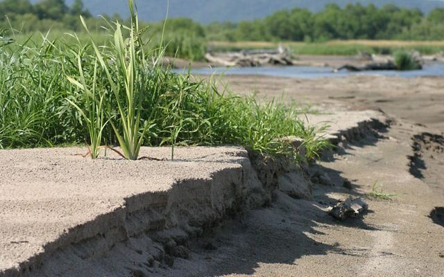 Photo of riverbank in Upper Mississippi River basin, showing thriving plant growth.