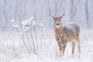 A deer standing in a snowy woodland.
