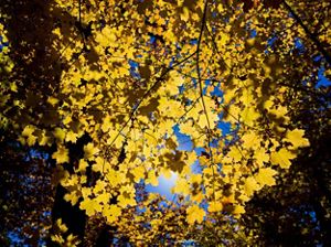 Yellow maple leaves against a blue sky.