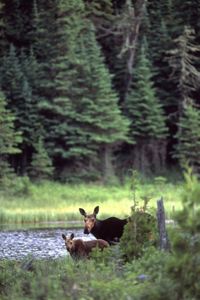 A moose and it's calf rest by the water. A vibrant, green forest in the background. 