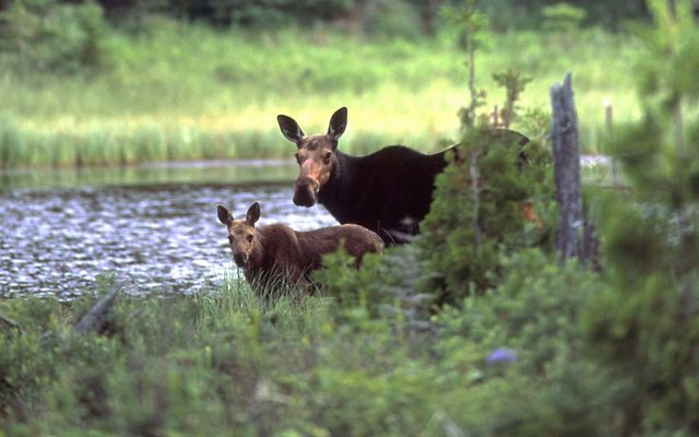 A moose and it's calf rest by the water. A vibrant, green forest in the background. 
