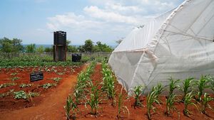 Conservation Smart Agriculture sites, like this one, demonstrate and test different techniques to improve crop yields and reduce sediment loss.