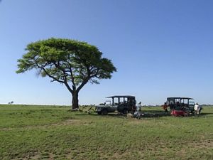 two safari jeeps under a tree with tables set up for breakfast
