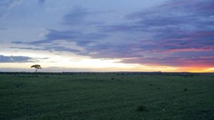 The sun sets over a field with a single tree.
