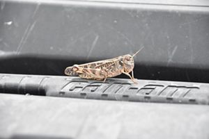 A close-up image of a grasshopper on the hood of a UTV.