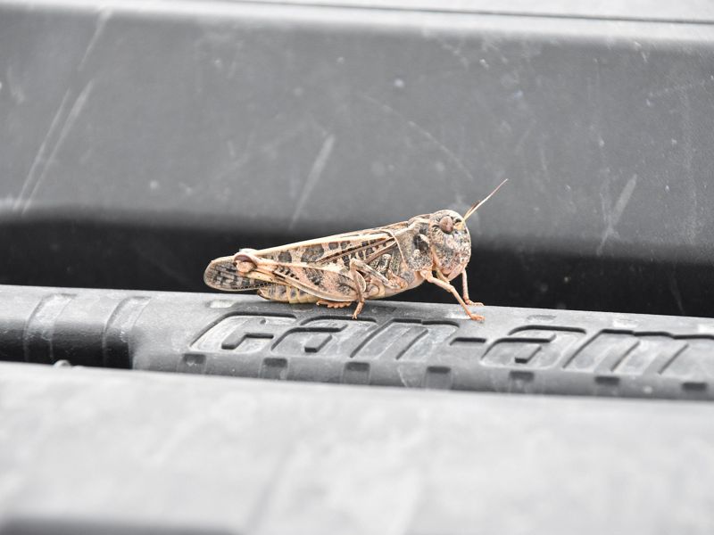 A close-up image of a grasshopper on the hood of a UTV.