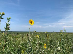 Flowering yellow native plants in an open prairie field.