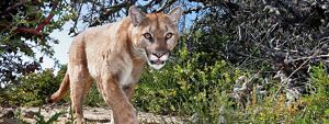 A California mountain lion caught on camera trap. 