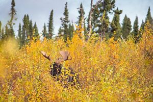 A moose is surrounded by aspen trees.