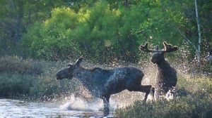 Two moose gallop through a body of water surrounded by forests.