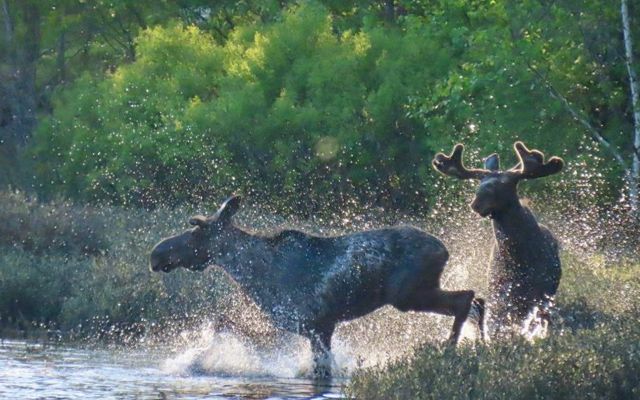 Two moose splash through shallow water. 