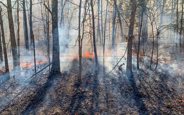 A line of fire backs away from a barbed wire fence in a forested landscape.
