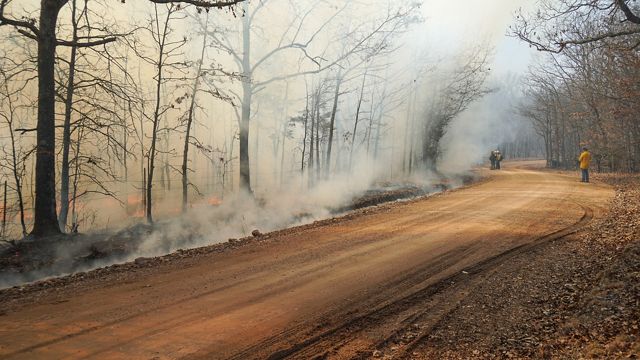 A few fire practioners stand along a rural dirt road in a forested landscape as a prescribed fire pushes smoke across the road. 