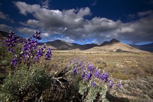 The Northern boundary of the Tehachapi wildlife corridor near Lake Isabella in the lower Sierra Mountain foothills, Mojave Desert, Central California.