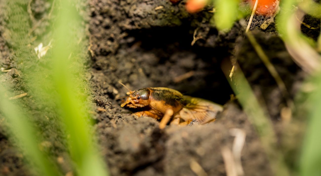 A video of small, light brown crickets moving through dirt.