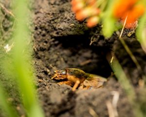 A prairie mole cricket peeking out from a burrow.