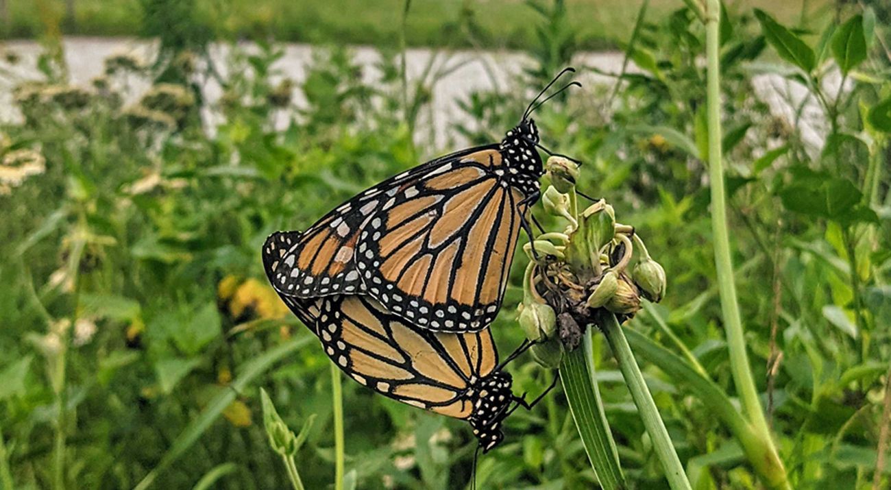 Monarch butterflies