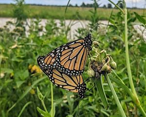 Monarch butterflies