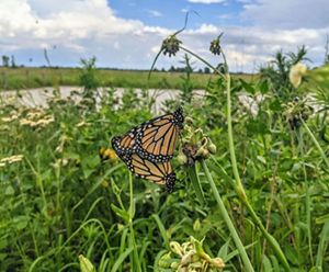 A butterfly visits a flower at the end of a long stem.