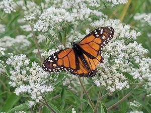 A monarch on flowering late boneset.