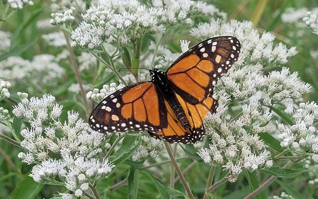 una mariposa monarca se posa sobre flores