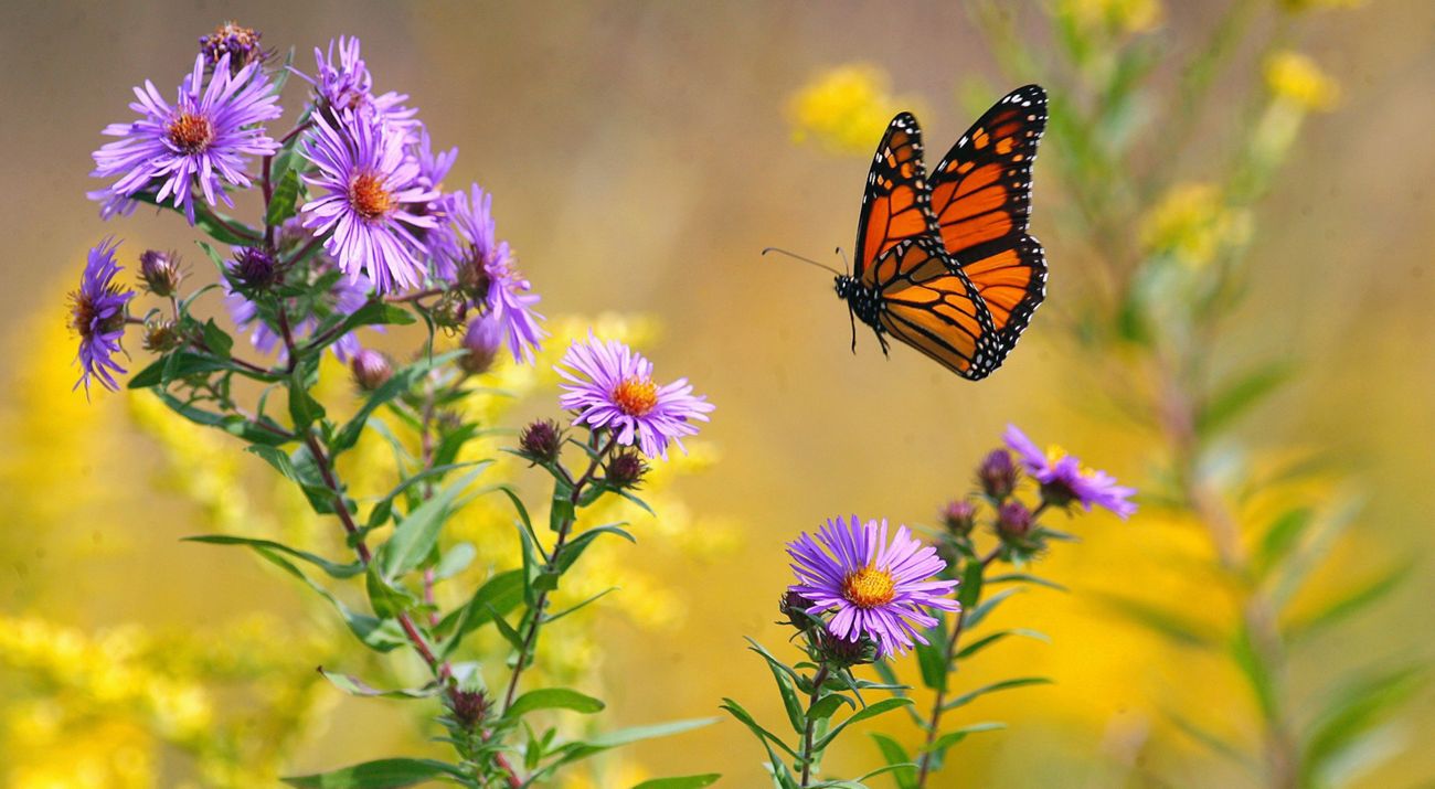 A monarch butterfly flying toward asters.