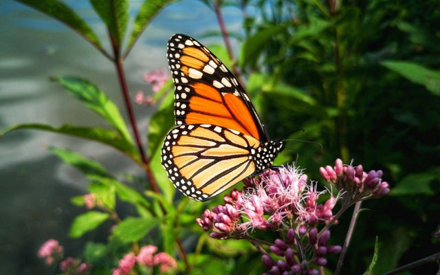 Monarch Butterfly