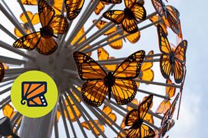 Logo for TNC's Monarch Festival.