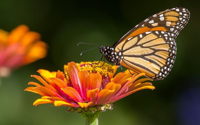 A monarch butterfly on a blooming flower.