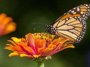 Mariposa monarca se posa sobre una flor anaranjada