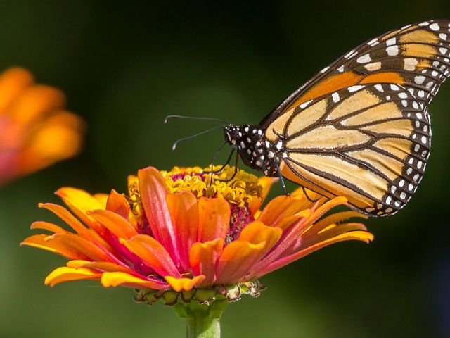 A monarch butterfly rests on a flower.