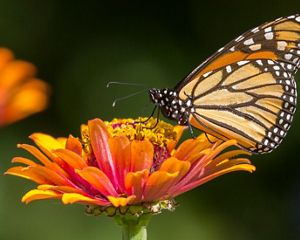 Monarch butterfly resting on a flowe