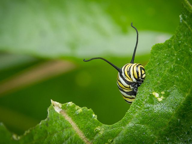 Monarch caterpillar