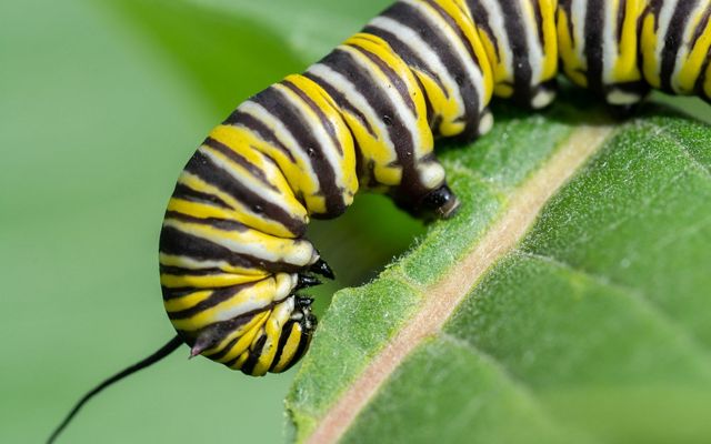 Closeup of a monarch butterfly caterpillar eating the leaf of a milkweed plant.