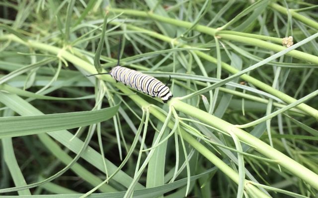 Closeup of a black, yellow and white stripes caterpillar balancing on a thin, horizontal green steam, surrounded by green grass.