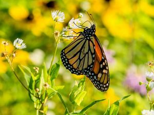 An orange Monarch butterfly sits on a flower in a grassy field.