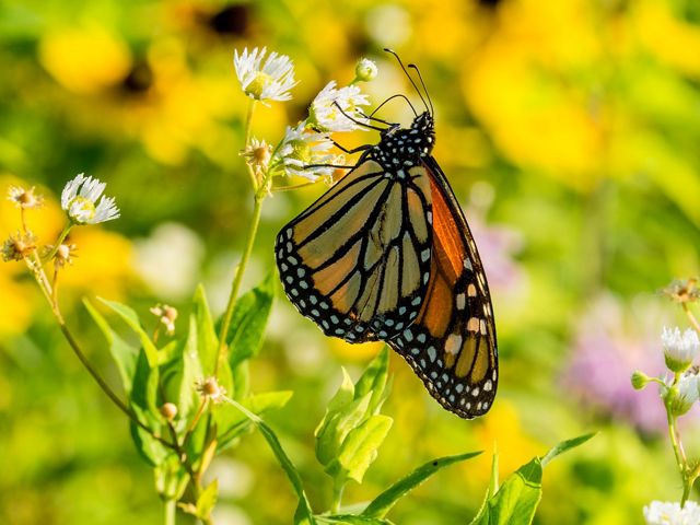 Monarch butterfly on prairie plants.