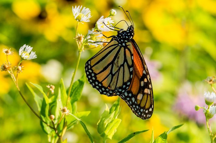 A yellow and orange butterfly with marbled black stripes and white spots around the edges of the wings.