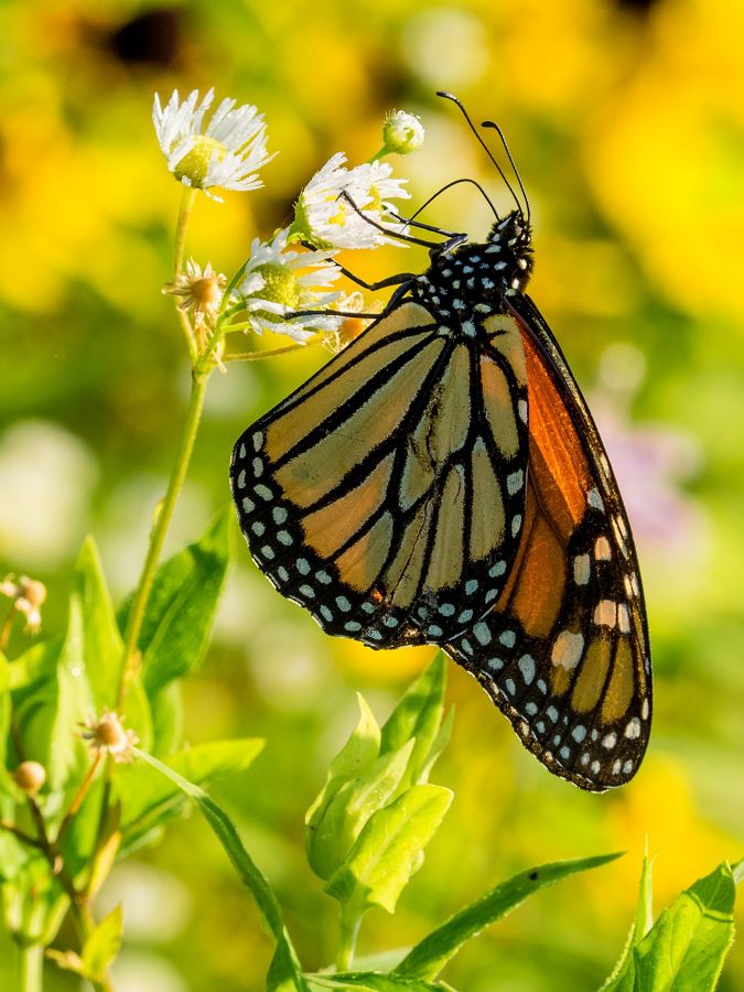 Close-up view of a monarch butterfly.